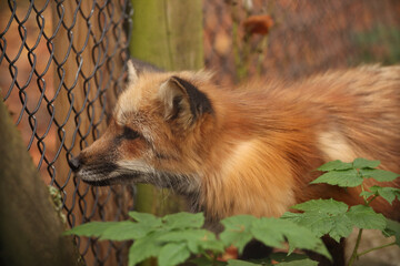 A fox in the forest among the bushes. Posing for a photo. Wild park. Contact with animals.
