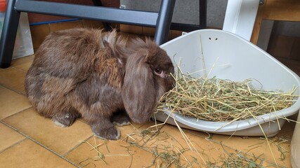 small domestic rabbit eats hay © marcobir