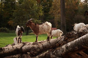 Rams and goats walk in the trees. Posing for a photo. Wild park. Contact with animals.