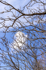 Tall deciduous trees in early spring without foliage