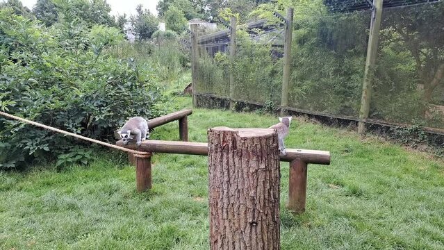 Lemurs walking in the zoo.animals life in the zoo. High quality 4k footage