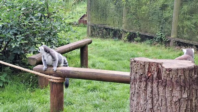 Lemurs walking in the zoo.animals life in the zoo. High quality 4k footage