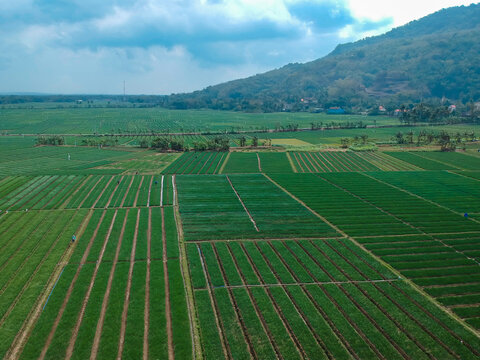 Aerial shot of red onion plants ready to harvest during a sunny day in Yogyakarta, Indonesia. The shallot plantation area is neatly arranged with a small road in the middle