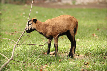 A little goat is playing with a tree branch. Posing for a photo. Wild park. Contact with animals.