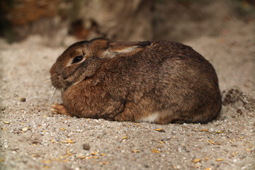 A hare sits in the sand. Posing for a photo. Wild park. Contact with animals.