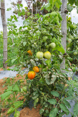 A Close up view of a Tomato plant with the vegetables grown organically and ready for harvesting in the tropical climate of India..