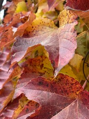 autumn leaves background