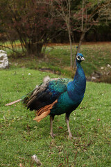 Obraz premium A peacock walks on the lawn in the park. Posing for a photo. Wild park. Contact with animals.