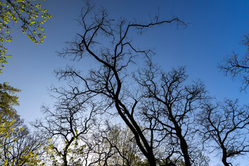 deciduous trees in a mixed forest in the spring season