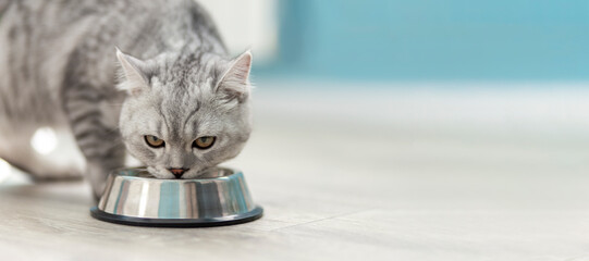 cute grey tabby british cat drinking from metal bowl in veterinary clinic. vaccination and checkup of health