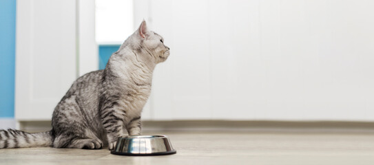 hungry tabby gray british cat next to empty feeding bowl waiting for pet food with copy space.
