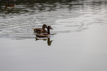 hungry ducks swimming on the lake in the summer