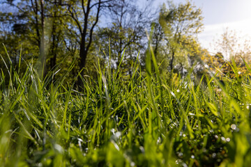 green grass in sunny weather, close up