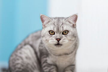 Cute grey british tabby shorthair cat on blue background.
