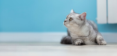 Gray British tabby Cat on blue background look in copyspace. Animal portrait. Banner and advertising concept.