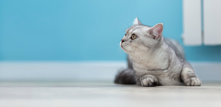 Gray British tabby Cat on blue background look in copyspace. Animal portrait. Banner and advertising concept.