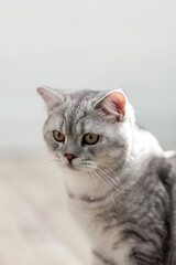 Cute british shorthair grey tabby cat looking down on beige wooden background.