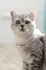 Cute british shorthair grey tabby cat looking in camera on beige wooden background.