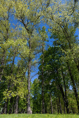 deciduous trees in the spring season in sunny weather