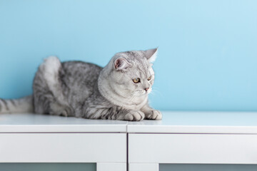 Beautiful grey tabby cat lying on white dresser, British Shorthair cat, adorable and funny pet.