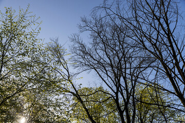 deciduous trees in a mixed forest in the spring season