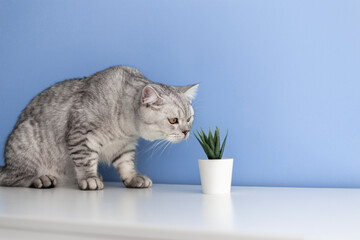 Cute curious little gray british kitten sniffs a potted plant succulent. Concept of a healthy cute kitten. Caring for animals. Animal and cat products advertising concept. - obrazy, fototapety, plakaty