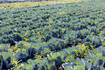 Fototapeta premium Agricultural field where cabbage is grown in cabbages