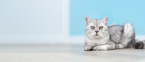 funny british shorthair cat portrait looking shocked or surprised on blue background with copy space.