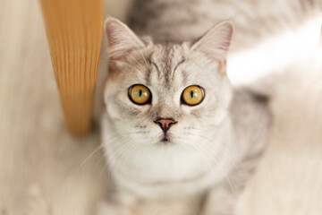 British purebred shorthair cat on a wooden background smiles like a Cheshire. A gray skittish cat is resting on floor. Cat for advertising feed.