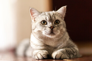 Blue tabby British Shorthair cat with orange eyes, grey cat relaxing on the floor of the house, handsome young cat posing and looking sideways..
