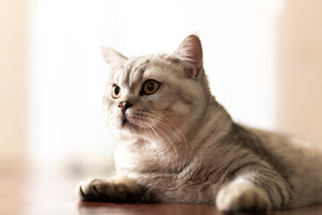 Fototapeta na wymiar Blue tabby British Shorthair cat with orange eyes, grey cat relaxing on the floor of the house, handsome young cat posing and looking sideways..