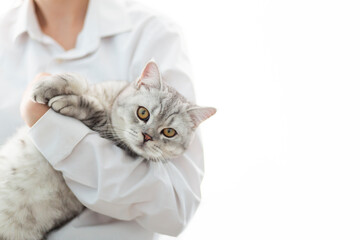 Veterinarian doctor with small gray British kitten in his arms in medical animal clinic. Copyspace for text..