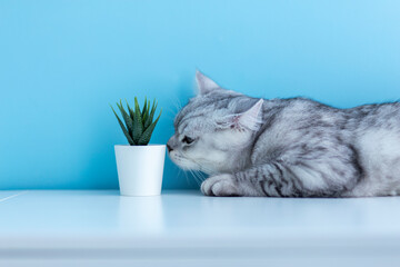 british kitten standing on it's paws eating green plant from white pot on blue background.