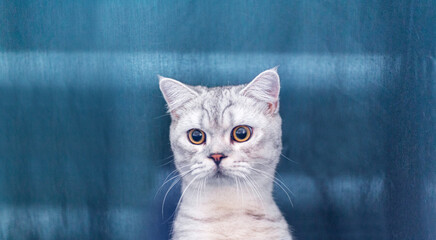 funny british shorthair cat portrait looking shocked or surprised on green background with copy space.
