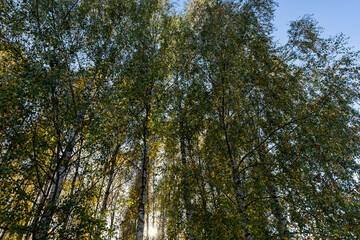 Autumn forest with a large number of birch trees