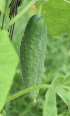 Garden with a Fresh Grown Cucumber Growing