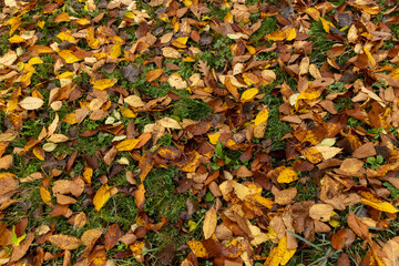 The yellowed foliage of deciduous trees that fell to the ground