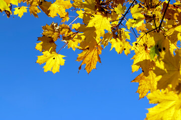 Maple foliage that has changed color in autumn
