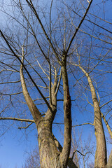 leafless trees in the spring season
