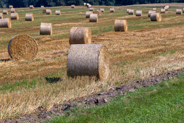 Straw stack after harvesting grain in the field