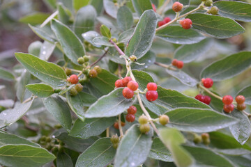 Bush with Berries Turning Red in the Summer