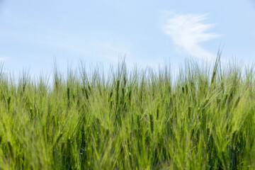 agricultural field with green cereals in summer
