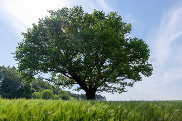 Obraz premium a lonely oak with green foliage in the summer