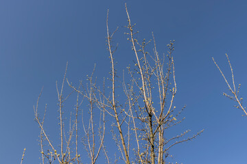 Fototapeta na wymiar branches of the Tatar maple without foliage in the spring season