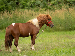 Fototapeta premium A brown Hokkaido pony stands in a lush green field.