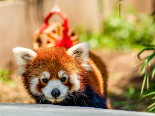 Fototapeta premium The red panda's arresting stare captivates.