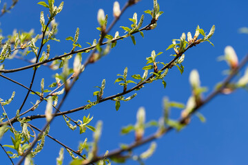 the branches of the bird cherry tree in the spring season