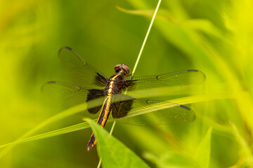 Widow Skimmer Dragonfly poses on a plant stem