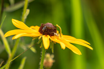 Striped Lynx Spider and Beetle on a Black-eyed Susan