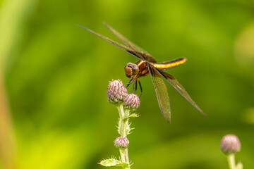 Widow Skimmer Dragonfly poses on a Field Thistle